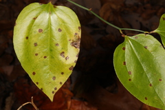 Pseudocercospora smilacicola