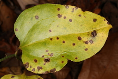 Pseudocercospora smilacicola