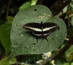 Papilio liomedon