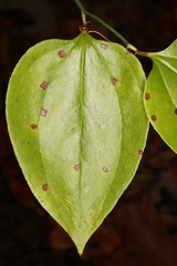 Pseudocercospora smilacicola