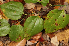 Pseudocercospora smilacicola