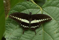 Papilio liomedon