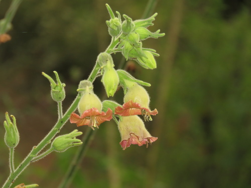 Tobacco (Nicotiana glutinosa)