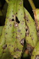 Septoria leucanthemi