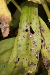 Septoria leucanthemi