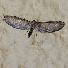 Glaucina interruptaria