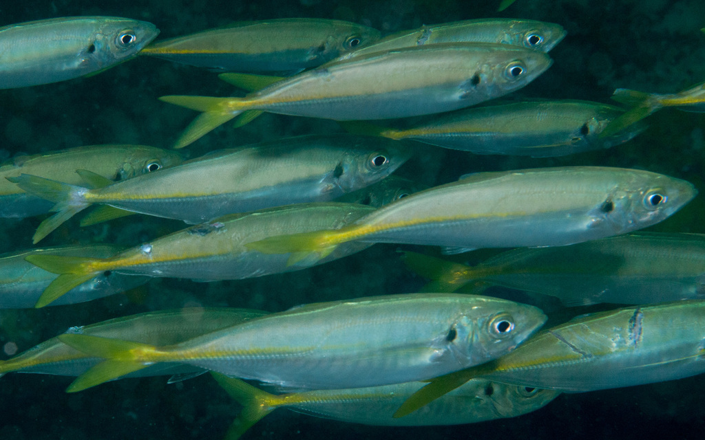 Jack Mackerels