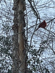 Cardinalis cardinalis