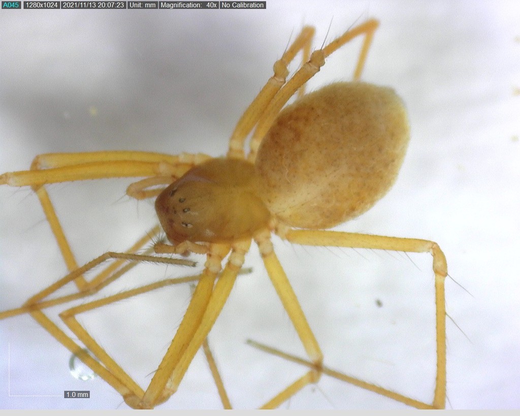 Porrhomma rosenhaueri