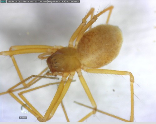 Porrhomma rosenhaueri