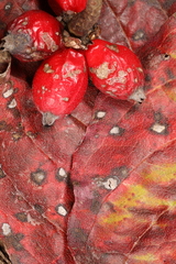 Sphaerulina cornicola