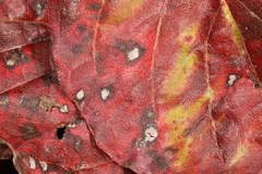 Sphaerulina cornicola