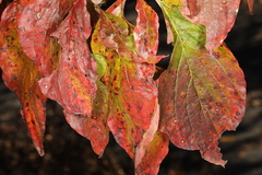 Sphaerulina cornicola