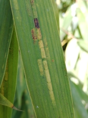 Stigmaeopsis nanjingensis