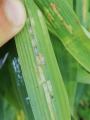 Stigmaeopsis nanjingensis