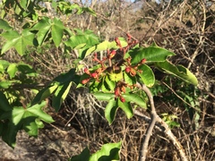 Jatropha mollissima