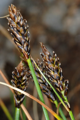 Carex micropoda