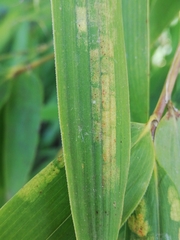 Stigmaeopsis nanjingensis