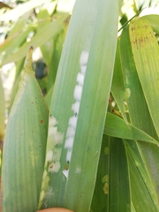 Stigmaeopsis nanjingensis