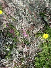 Limoniastrum monopetalum