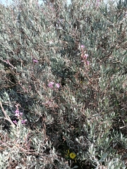 Limoniastrum monopetalum