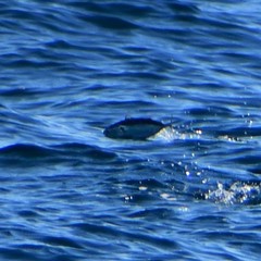 Thunnus atlanticus