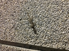 Hemidactylus bowringii