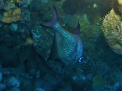 Pempheris multiradiata