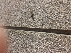 Hemidactylus bowringii