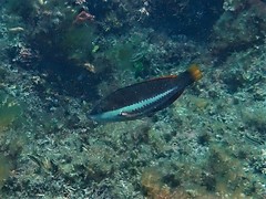 Pseudolabrus biserialis