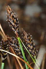 Carex micropoda
