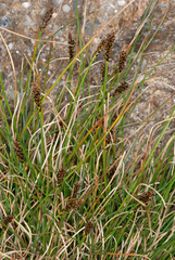 Carex micropoda