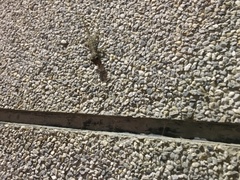 Hemidactylus bowringii