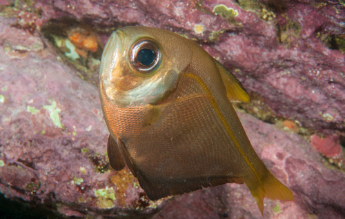 Smallscale bullseye (Pempheris compressa) — Pempheridae — 3