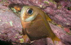 Pempheris compressa