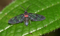 Amata thoracica