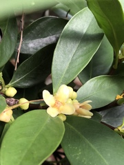 Garcinia oblongifolia