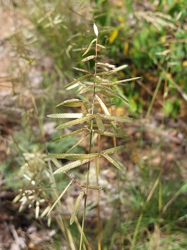 Image of Wether Love Grass by (c) Manuel R Popp, some rights reserved (CC BY)