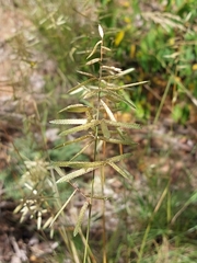Eragrostis nindensis