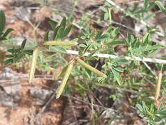 Indigofera nebrowniana