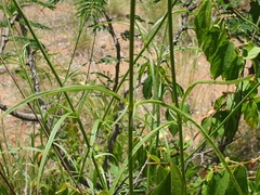 Cyphocarpa angustifolia