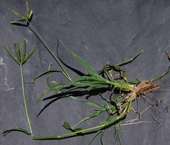 Dactyloctenium giganteum