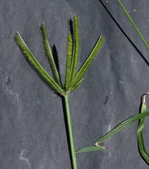 Dactyloctenium giganteum