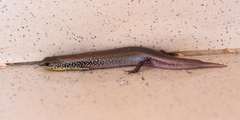 Mochlus guineensis
