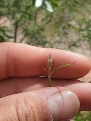 Cyphocarpa angustifolia