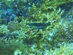 Austrolabrus maculatus