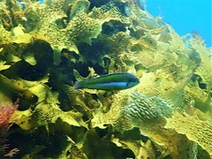 Halichoeres brownfieldi