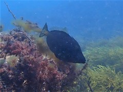 Meuschenia flavolineata