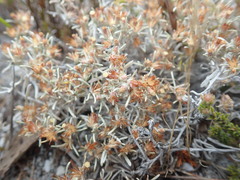 Helichrysum cylindriflorum