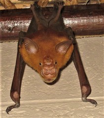 Macronycteris vittatus